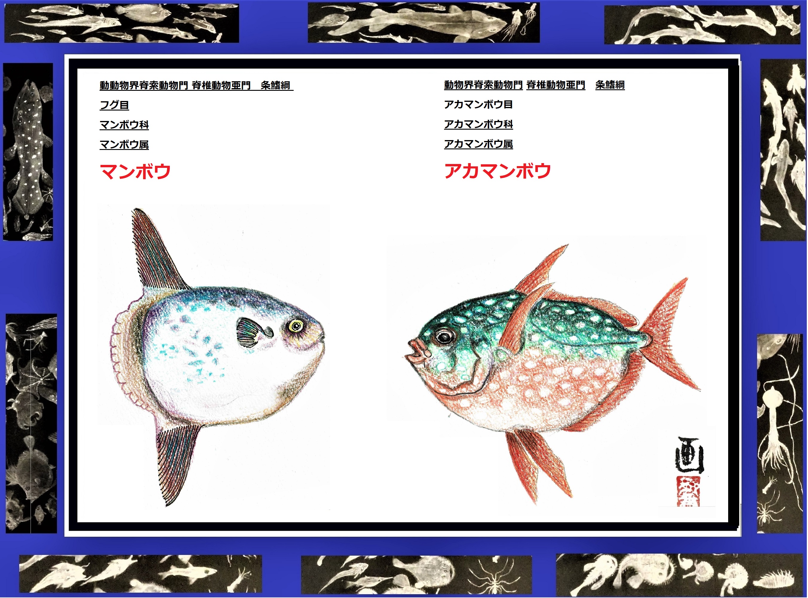 山本峰夫 今日も引き続き深海魚を部門別にイラスト画に描いています マンボウmora Mora Moon Fish と アカマンボウ Sun Fish のイラスト画をかきました 尻尾にご注目ください アカマンボウはアカマンボウ目でリュウグウノツカイの仲間です