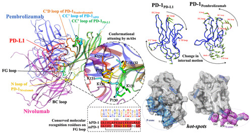 JCIM_JCTC's tweet photo. Interplay among Structural Stability, Plasticity, and Energetics Determined by #Conformational Attuning of Flexible Loops in #PD_1
https://t.co/4sjDe2sTsU
#Issue_1 #vol_61 #Computational_Biochemistry https://t.co/kmDuS8ql14