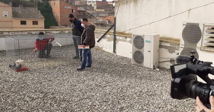 FragaAyto's tweet photo. 🎥 Esta semana nos han visitado nuestros amigos de @Territorio_atv para conocer un poco más sobre el proyecto para controlar el exceso de población de palomas en #Fraga 

Próximamente en 🖥

#ServiciosFraga #ControlDePalomas #TerritorioVivo https://t.co/zNOcvO9wf4