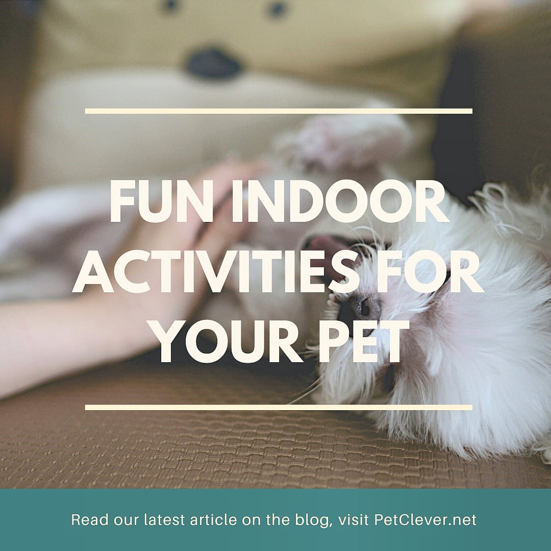 PetClever's tweet photo. check out our latest blog post on fun indoor activities to entretain your pets 🐶🐱🐦🐹 ⬇️https://t.co/EWy9XCGDET https://t.co/h8EPba5DXy