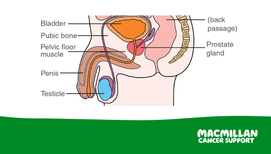 About the skeleton  Macmillan Cancer Support