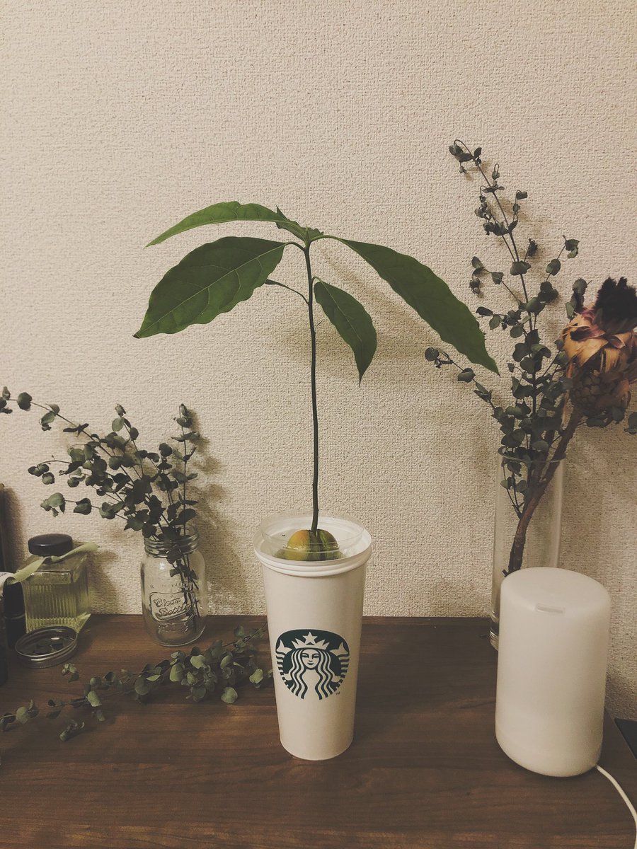 とある 家庭菜園と観葉植物 アボカドを このまま水耕栽培でいくか 土に植えるか悩み中 引越したら土に植え替えようかな アボカド アボカド栽培 とある 家庭菜園と観葉植物 アボカドを このまま水耕栽培でいくか 土に植えるか悩み中 引越したら土に植え替えようかな アボカド アボカド栽培