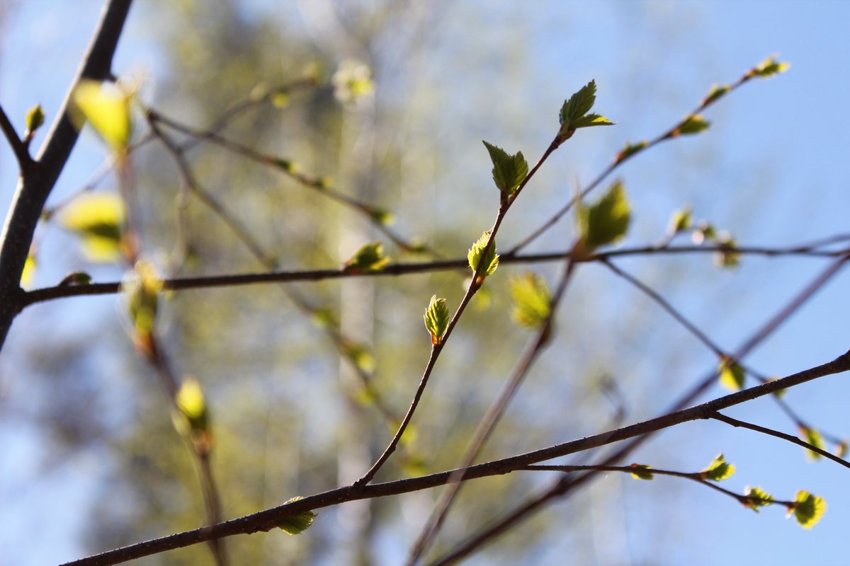 SaunaGoods's tweet photo. The spring is coming! 🌱🌞🌷💚

#sauna #saunagoods #saunawhisk #saunaquast #saunareisig #banja #venik #saunavenik https://t.co/SbNvLKNvli