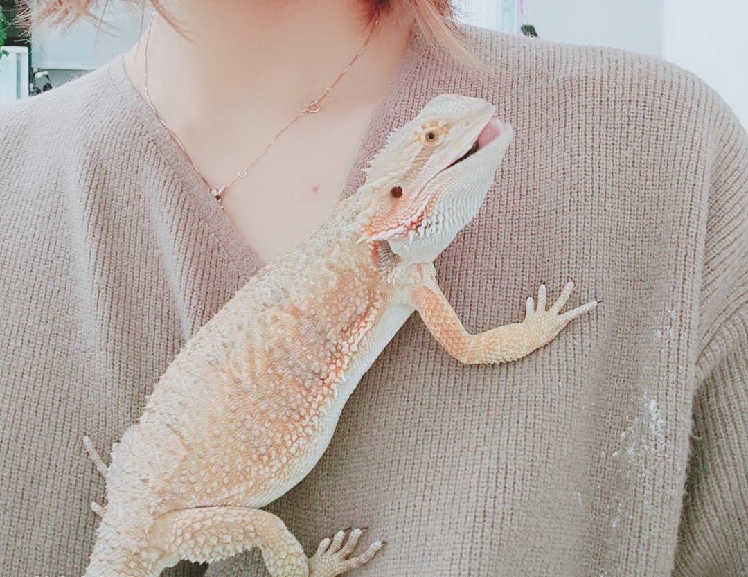 ふぉぉーー初めて胸元に乗ってくれたーー🥺💕
コオロギで誘導したけどw
かわいすぎ♡♡🥲