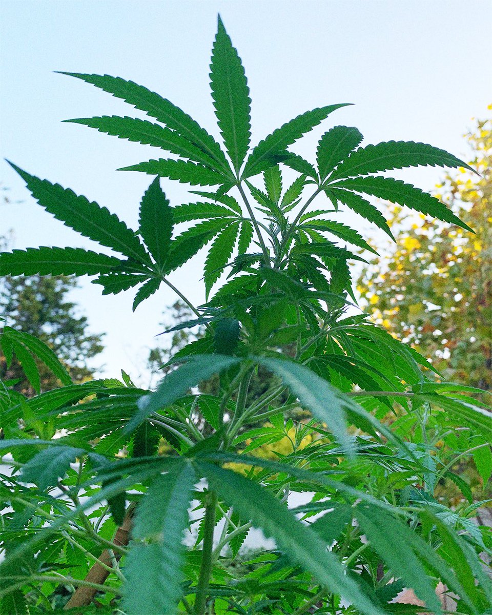 jesusgrowsza's tweet photo. Decided not to flower the outdoor plants this season, instead they are going to be kept as mothers indefinitely. Hope very one has a great growing season 🔥#growyourown #CannabisCommunity https://t.co/5CH7woPSTd
