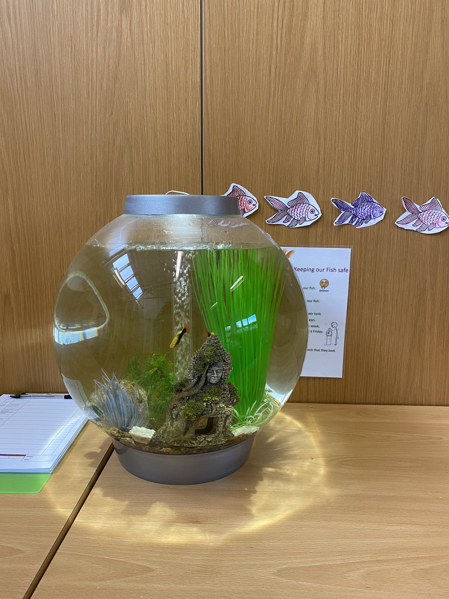 oaklands_autism's tweet photo. Our base fish provide a calming sensory experience for the pupils, in addition to a great basis for a lot of our learning and they form part of our #permah work - giving meaning as each week, a different child is responsible for for feeding them #SaturdayVibes #edutwitter https://t.co/Qm8XqqN79A