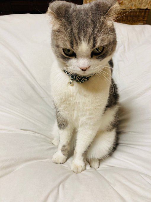 怒るとシュッとするスコティッシュ 通常時と比べると まるで別猫 Buzzmag