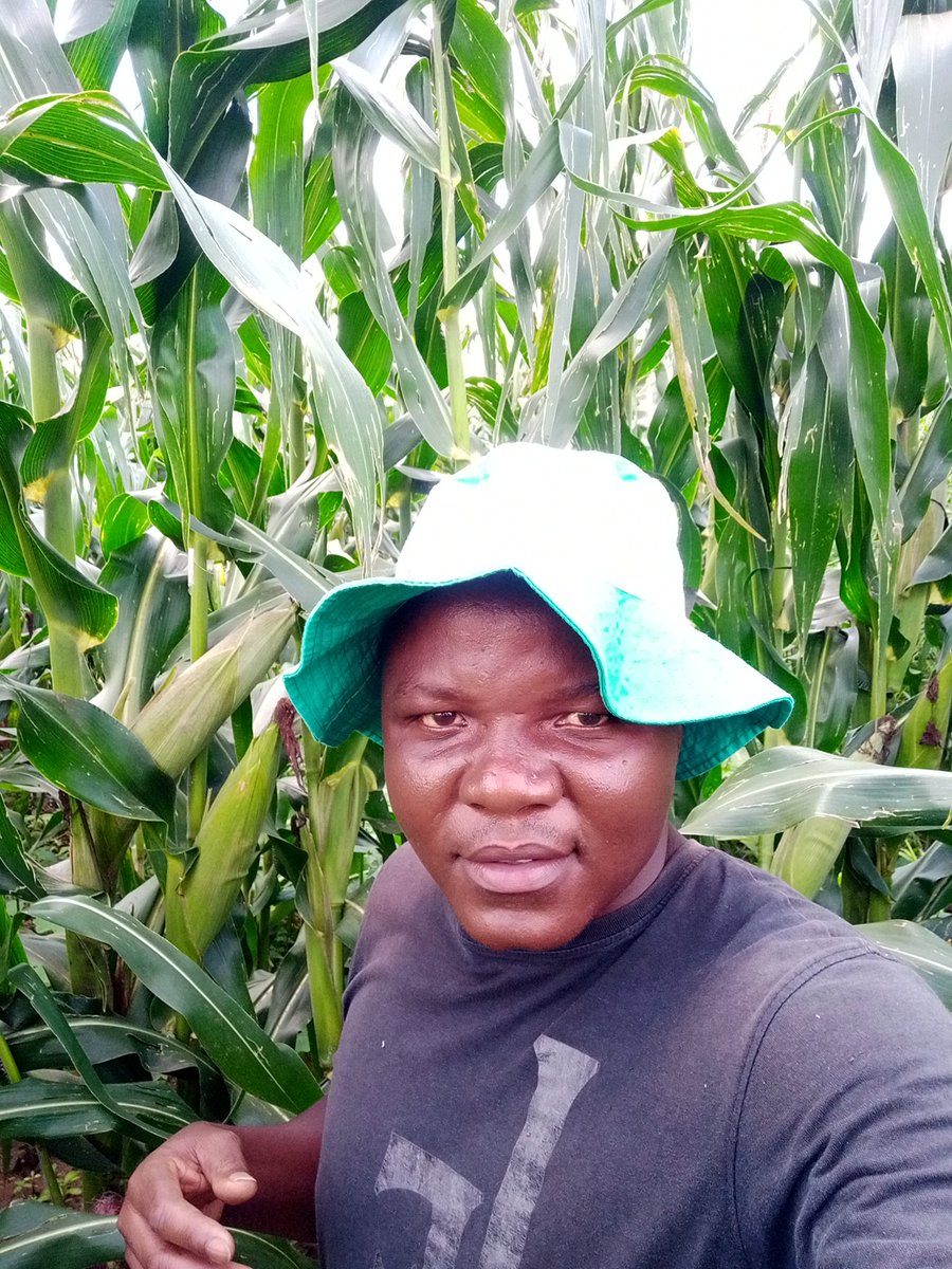 TondeMapfunde's tweet image. #communalfarming