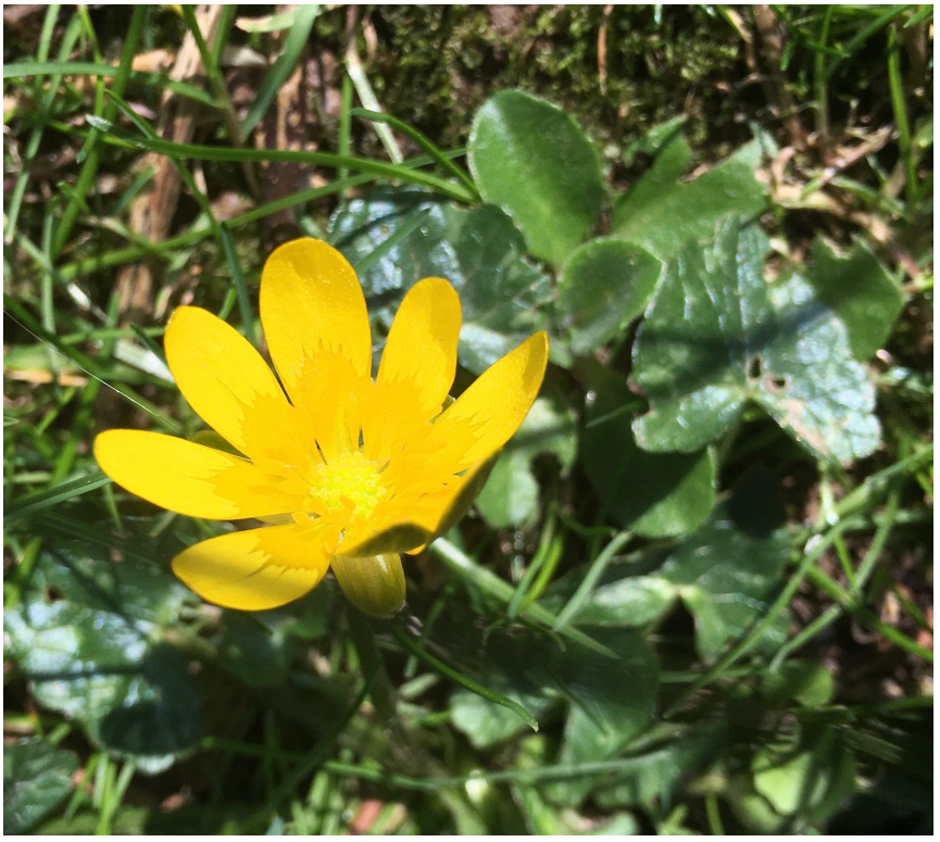 BookDevon's tweet photo. I'm delighted to share with you Solar Powered Humans, the March blog post in our series The Soulistic Gardener by Lorna Howarth @thewritefactor. Written after last weekend and anticipating another glorious Devon day #soulistic #lovedevon #lovebooks https://t.co/Ri4w6erOJG