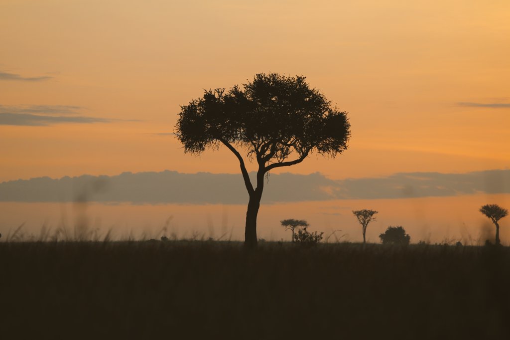 MrScottEddy's tweet photo. This was the sunrise from yesterday. #LuxuryTravel #Kenya #Safari #MasaiMara 🇰🇪 https://t.co/ElZXW7ZIif