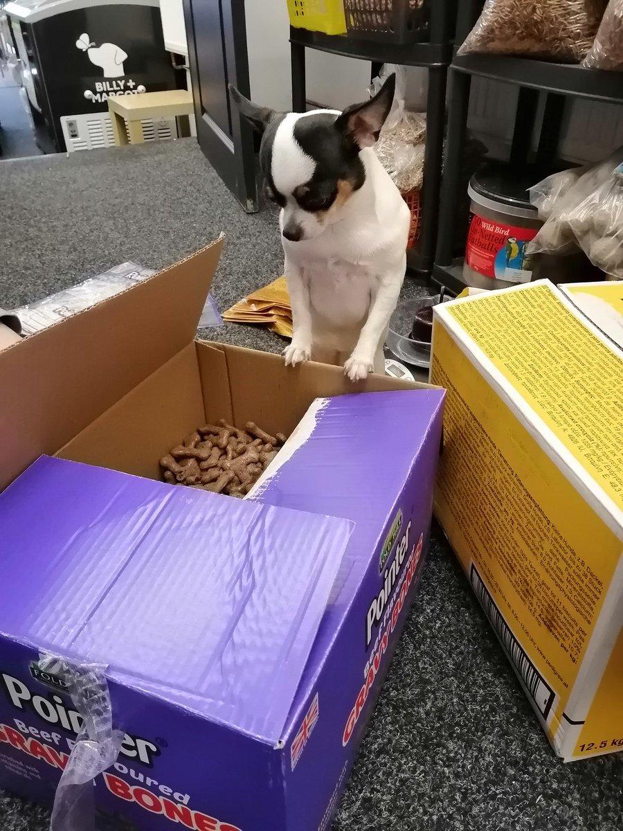 TheAtkinsonpet1's tweet photo. All our biscuits are checked over by the quality officer Daisy @Pointerdogtreat  #DogsofTwittter #workingdog #pointerbiscuits https://t.co/wnkX0Nmd6z