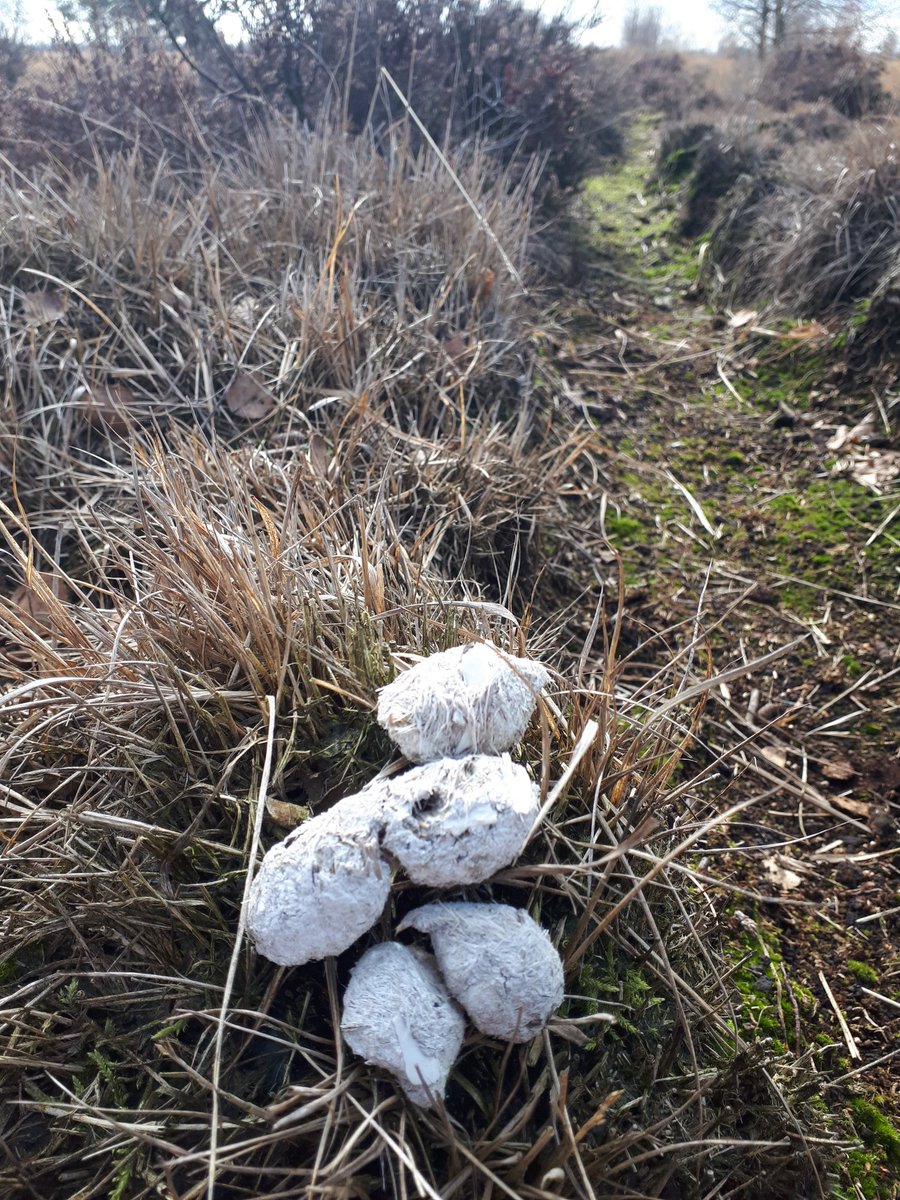 deNatuurRanger's tweet image. #poolvos sporen in het #Bargerveen #staatsbosbeheer #Drenthe. Overtuigend bewijs...lijkt mij!