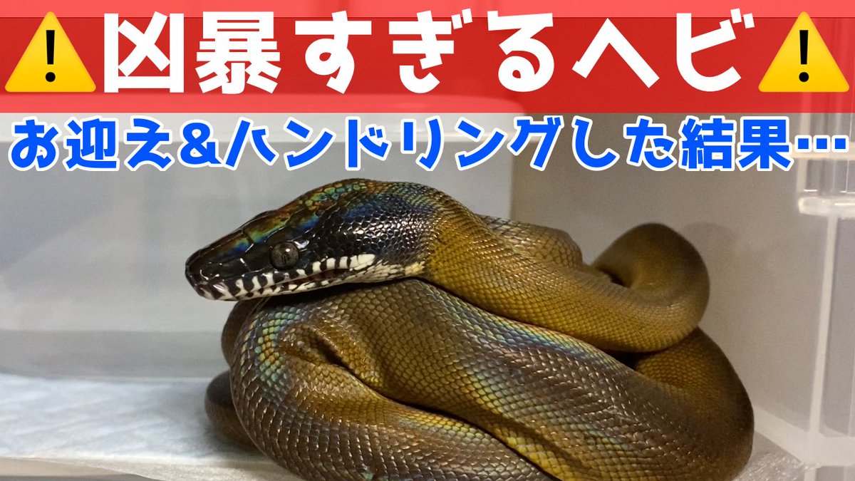 Hebi_Kaeru2020's tweet image. ひな祭りの日にに凶暴な蛇をお迎え、ハンドリングしました😨
YouTube⬇︎
youtube.com/channel/UCJ-Q2…
#アルバーティスパイソン #ノーザン #whitelippedpython #Leiopythonalbertisii #蛇 #ヘビ #飼育 #爬虫類 #爬虫類好き #snake #reptile #reptiles #pet #pets