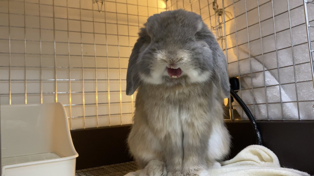 せきと たれみみちゃんねる ちっちゃな頃から優兎生だもんねって言ったら うっせぇわ って返されて震えてる せきと たれみみちゃんねる ちっちゃな頃から優兎生だもんねって言ったら うっせぇわ って返されて震えてる