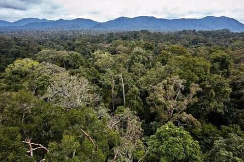 tukwa2's tweet photo. #saveallRainforest
#saveAmazoniaRainforest
#climatechange
#ClimateJustice
#actnow https://t.co/vpjep7z2Gi