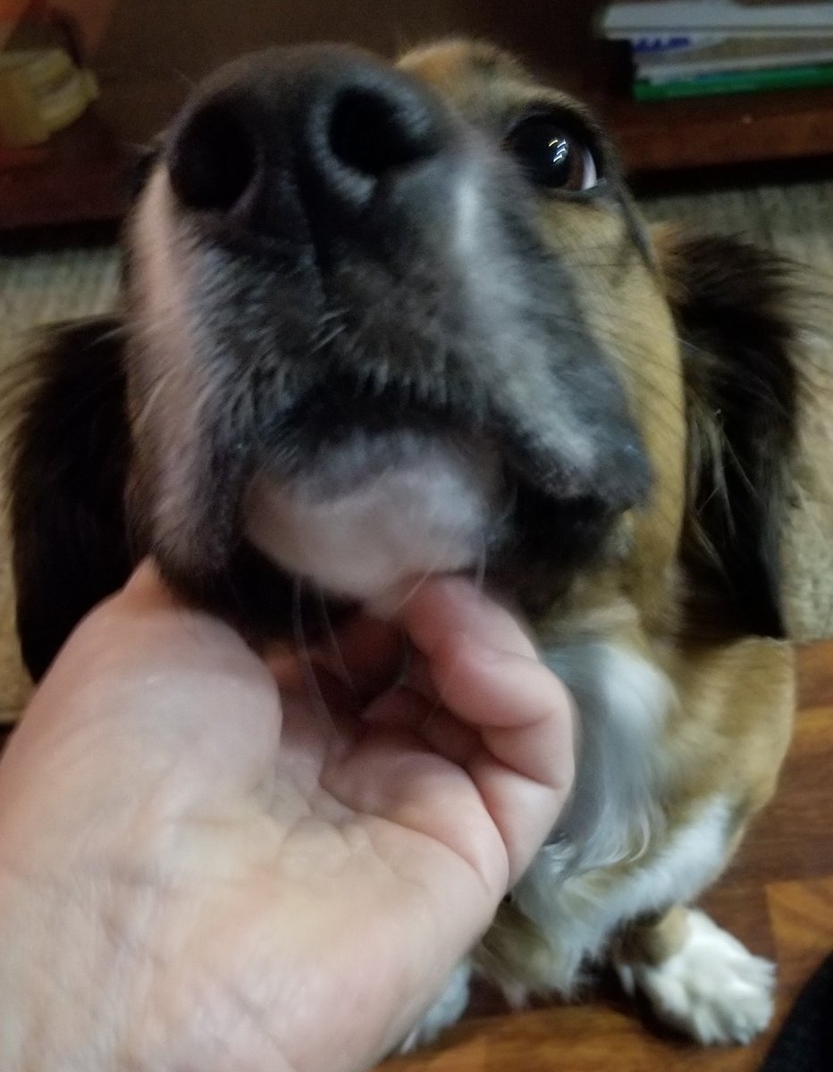 slanoue2016's tweet photo. #Brandy loves to have her chin #scratched! #chinscratch #chinscratches #chinscritches #chinscratchies #chinscratchesarethebest #dog #dogs #DogsofTwittter #dogsofquarantine #cutie #thatface #sillydog #cutestdogever #socute https://t.co/vY6fsuISOV