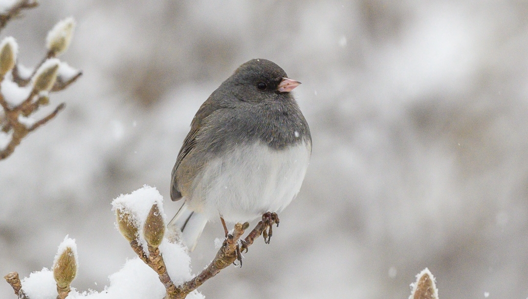 Winter Birds in Virginia ❄️ -- Dark-eyed Junco 👁‍🗨

📸 for more, click buseyphotography.com/dark-eyed-junco