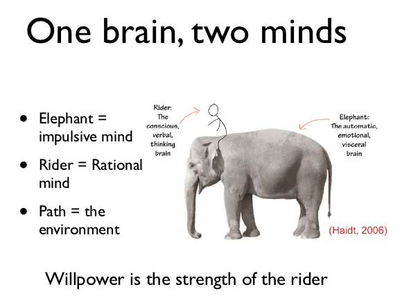 The elephant/rider metaphor helps you to understand how there are essentially two "minds" in your brain - the conscious/verbal brain and the automatic emotional brain.