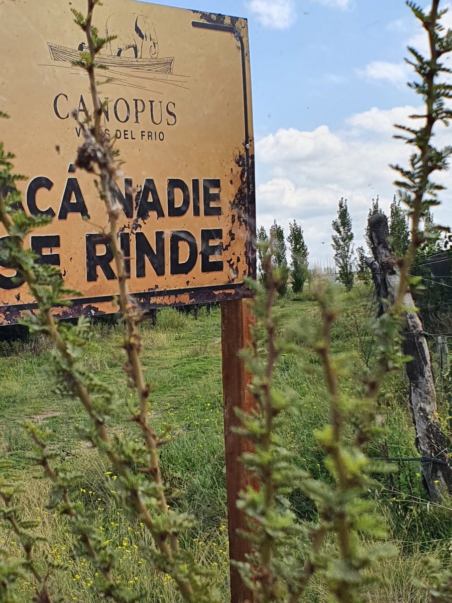 Juan Dvoskin tweet media