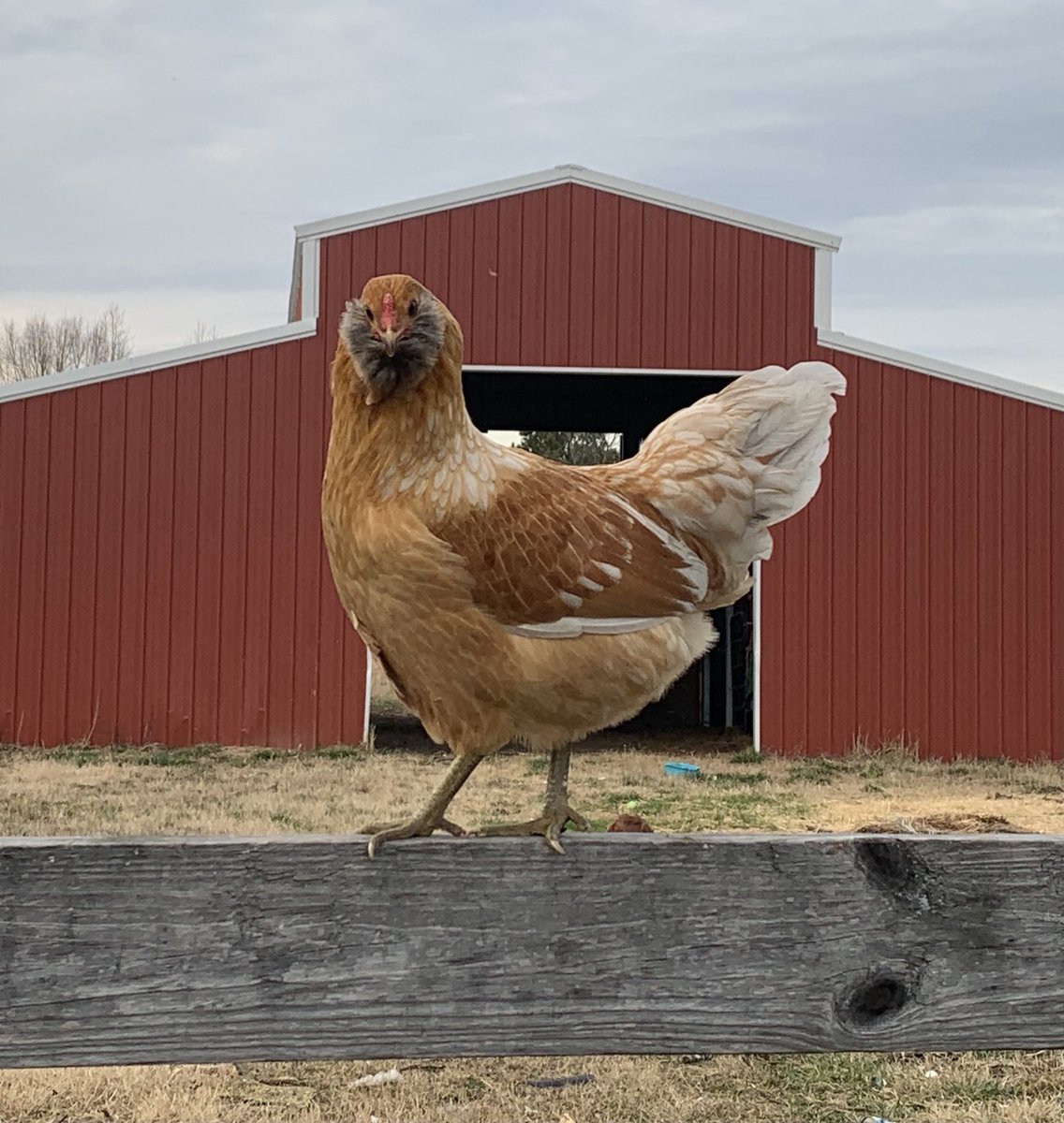 Preecha007's tweet image. My daughter took this picture at the farm, and it is amazing.