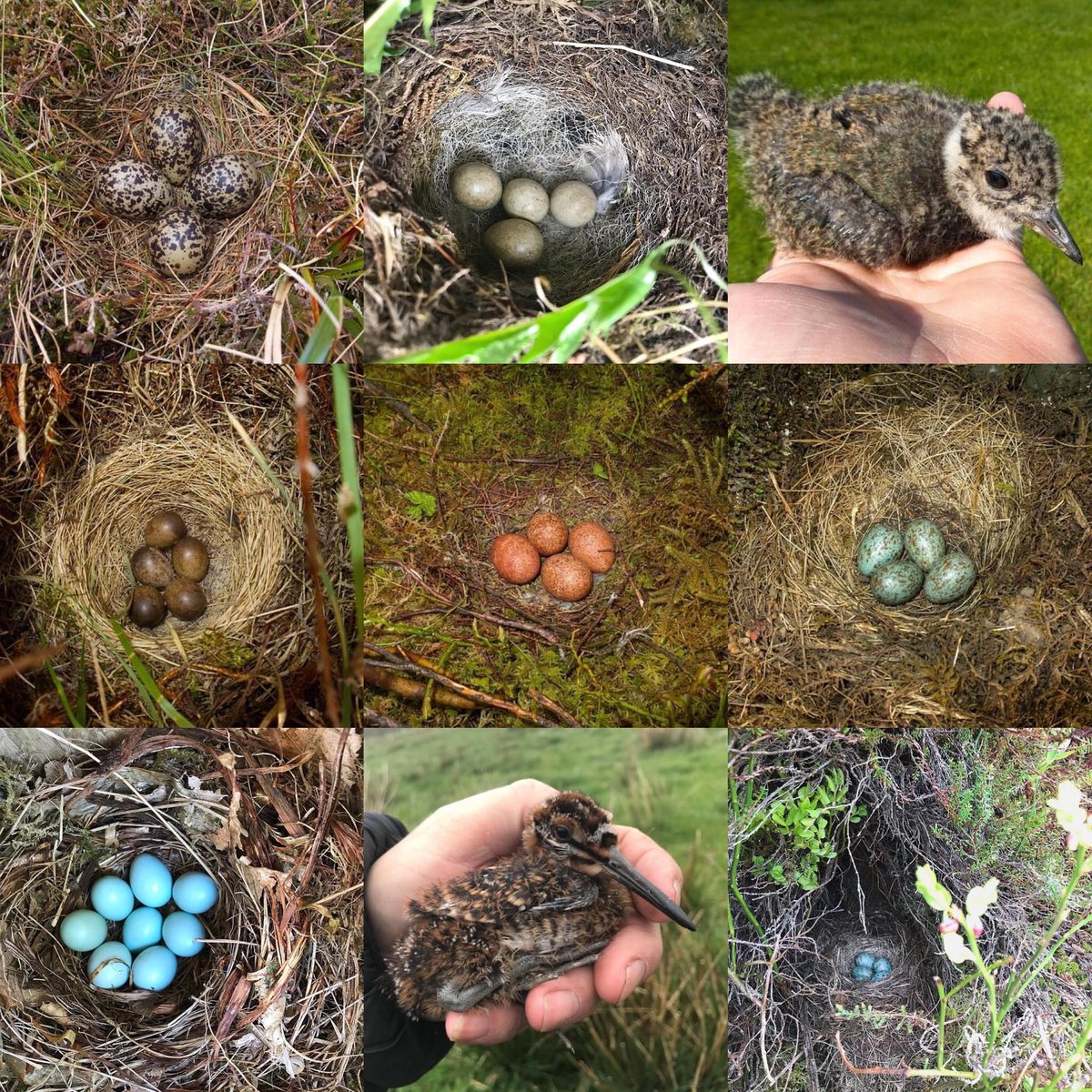 Simon Reinhold tweet media