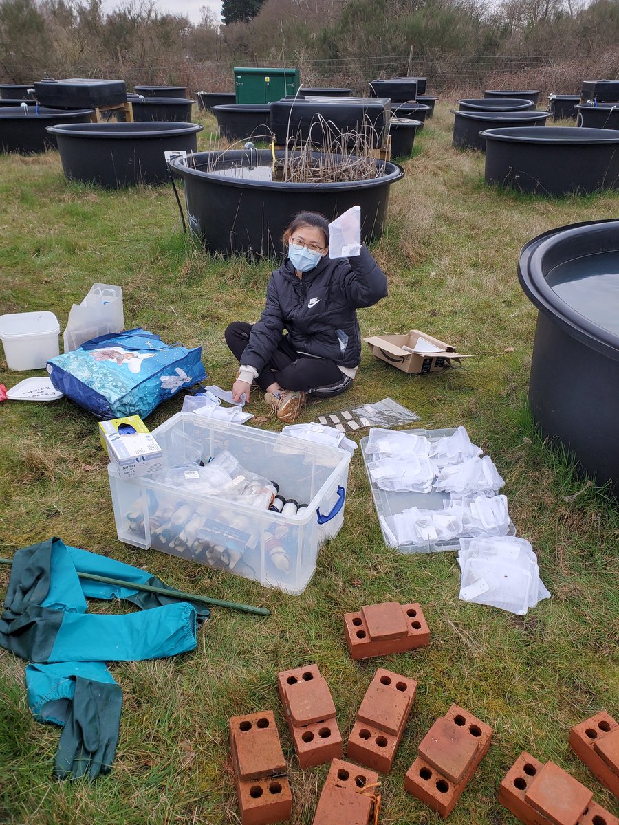 scalyscientist's tweet image. Many thanks to @Microbial_Bio and Yue for helping deploy the first half of my experiment yesterday in 52 ponds! Took us just about 9 hours to prep and deploy it all! 

Some pond life that can be found in the mesocosms include a freshwater hydroid that I discovered!