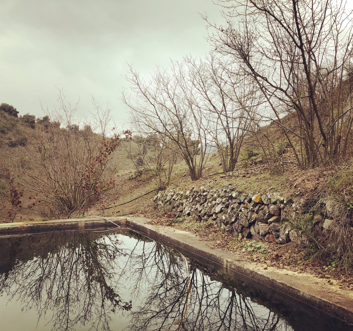 PlegadesA's tweet photo. La bassa de les Esporreres #plegadesamà #avellanadecoster #avellana #priorat https://t.co/Uug7lnGTNc