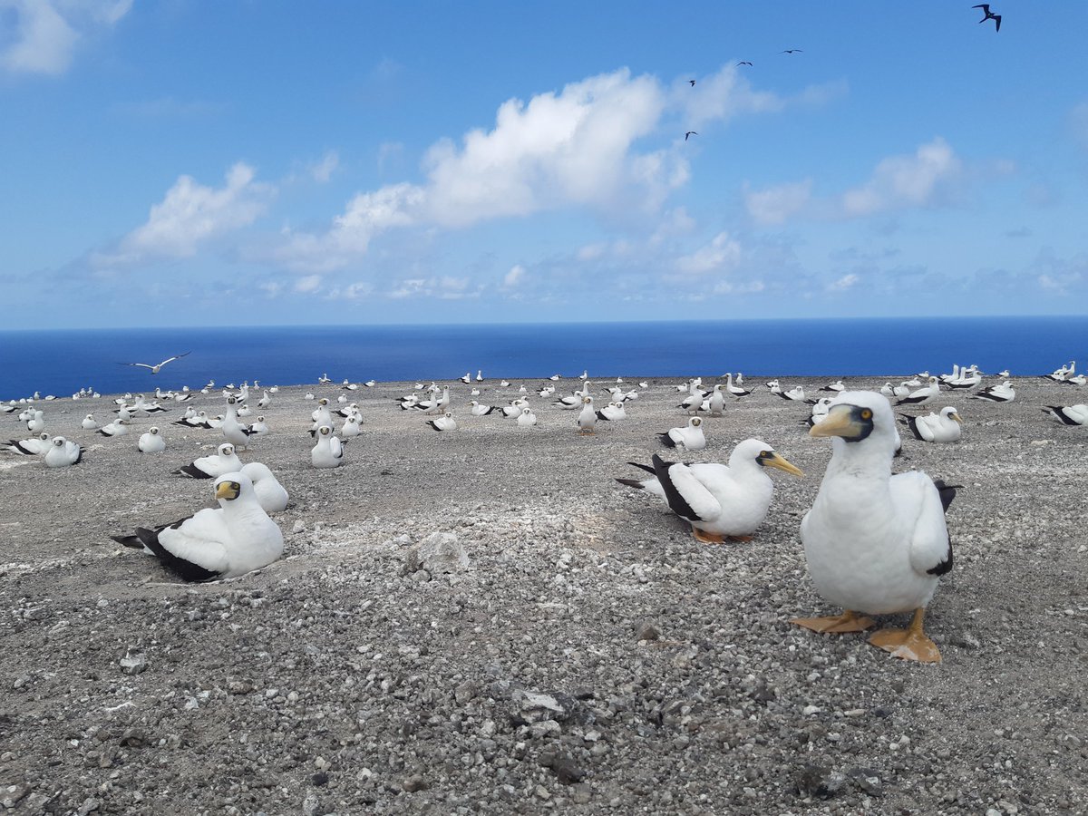Masked boobies on #Ascension island are having a bumper year- hundreds of chicks can be seen across the letterbox nature reserve. Evidently lots of food around to support the colony #seabirdersaturday #seabirds #MarineProtectedArea