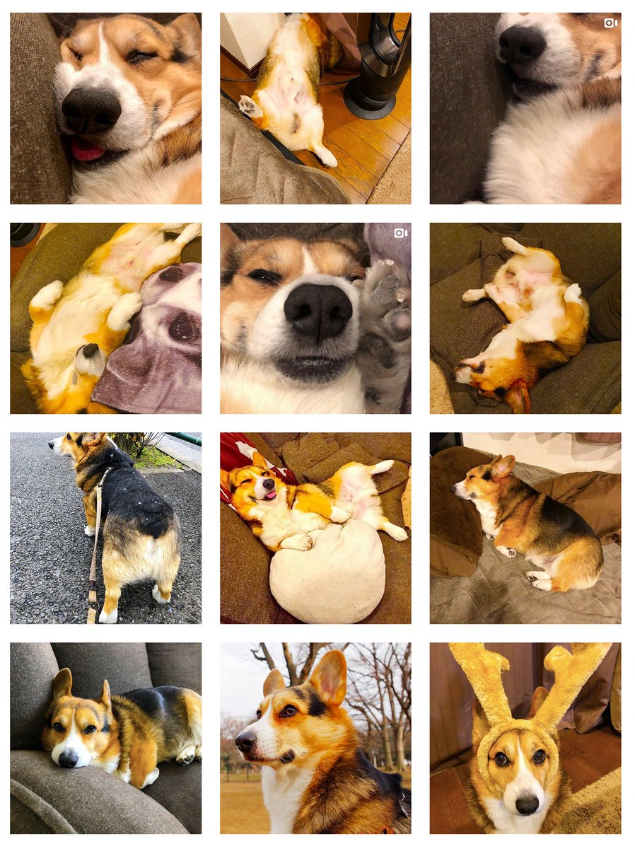 やなぎ Instagramでも写真をアップしておりますので 宜しければコチラもフォローしてやって下さい インスタにしか載せていない画像や動画もありますので是非 Instagram T Co 96t4xdoax1 変な寝相と変顔ばっかりですが コーギー Corgi