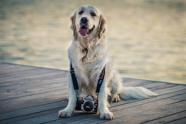 iCanWalk_Web's tweet photo. 📢¡Abrimos concurso "Perros de Calendario"! 🥳��📆
Para participar en Facebook:
https://t.co/zDfcx1TZbA
Para participar en Instagram: 
https://t.co/kG1Z9UYNSa

Recuerda, también puedes participar con @GossosSbd https://t.co/sw5tF6iYzK