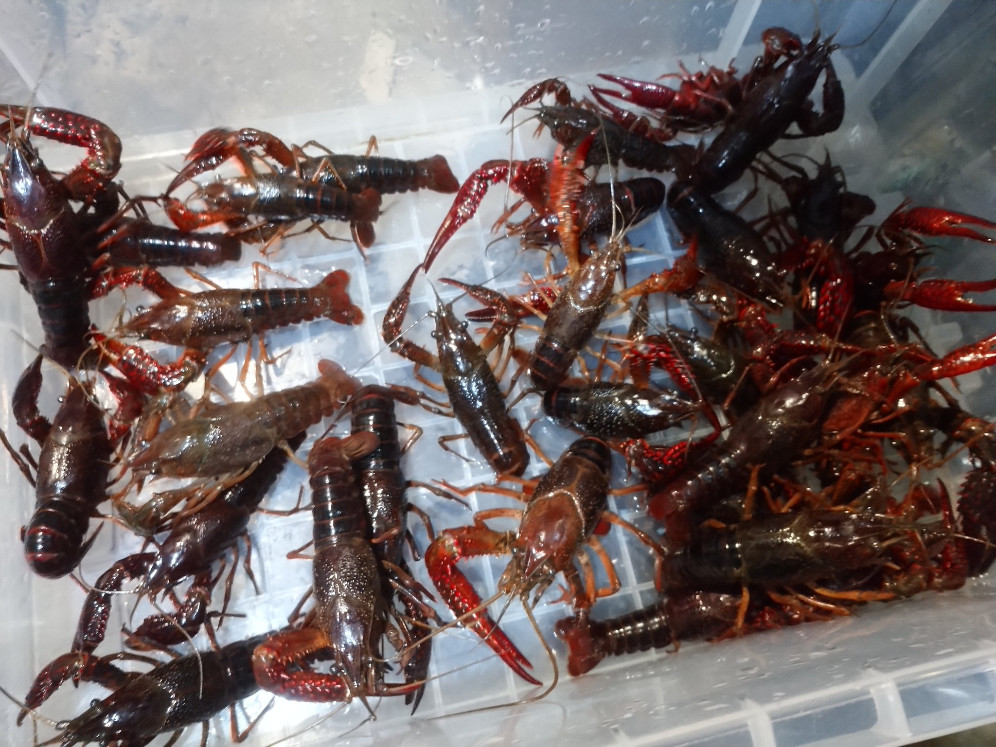 金魚亭 ザリガニ ハサミ6 6cm 全長約12cmと言う規格外なサイズもいます T Co Qgojy2idym Twitter