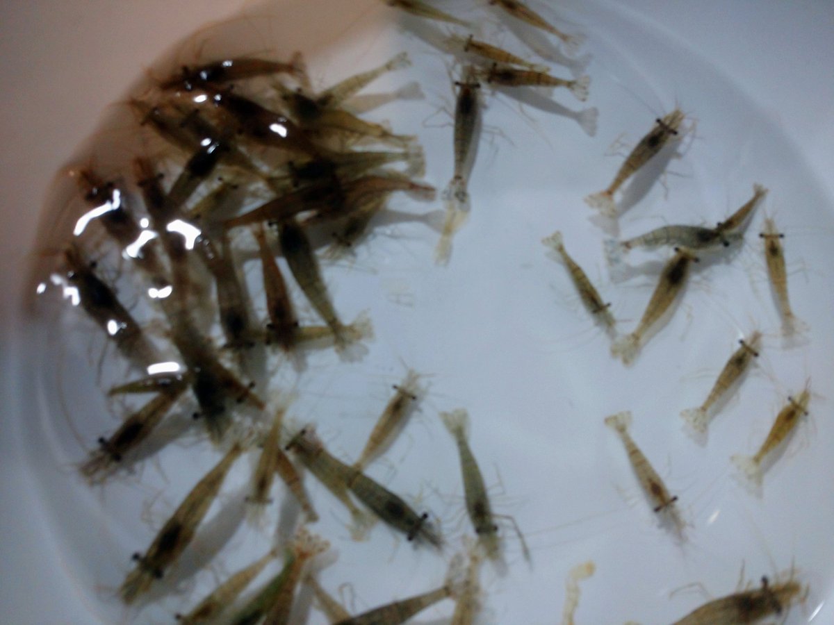金魚亭 スジエビ ドジョウ 初物 餌用 食用 観賞用どれでも使えます 金魚亭 スジエビ ドジョウ 初物 餌用 食用 観賞用どれでも使えます