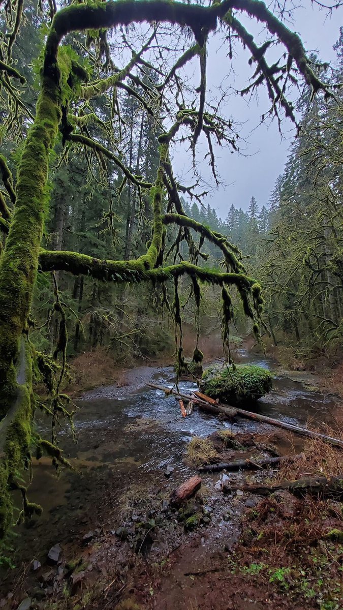 Silver Falls, Northwest OR has the most rainfall, which leaves these beautiful mossy scenes.