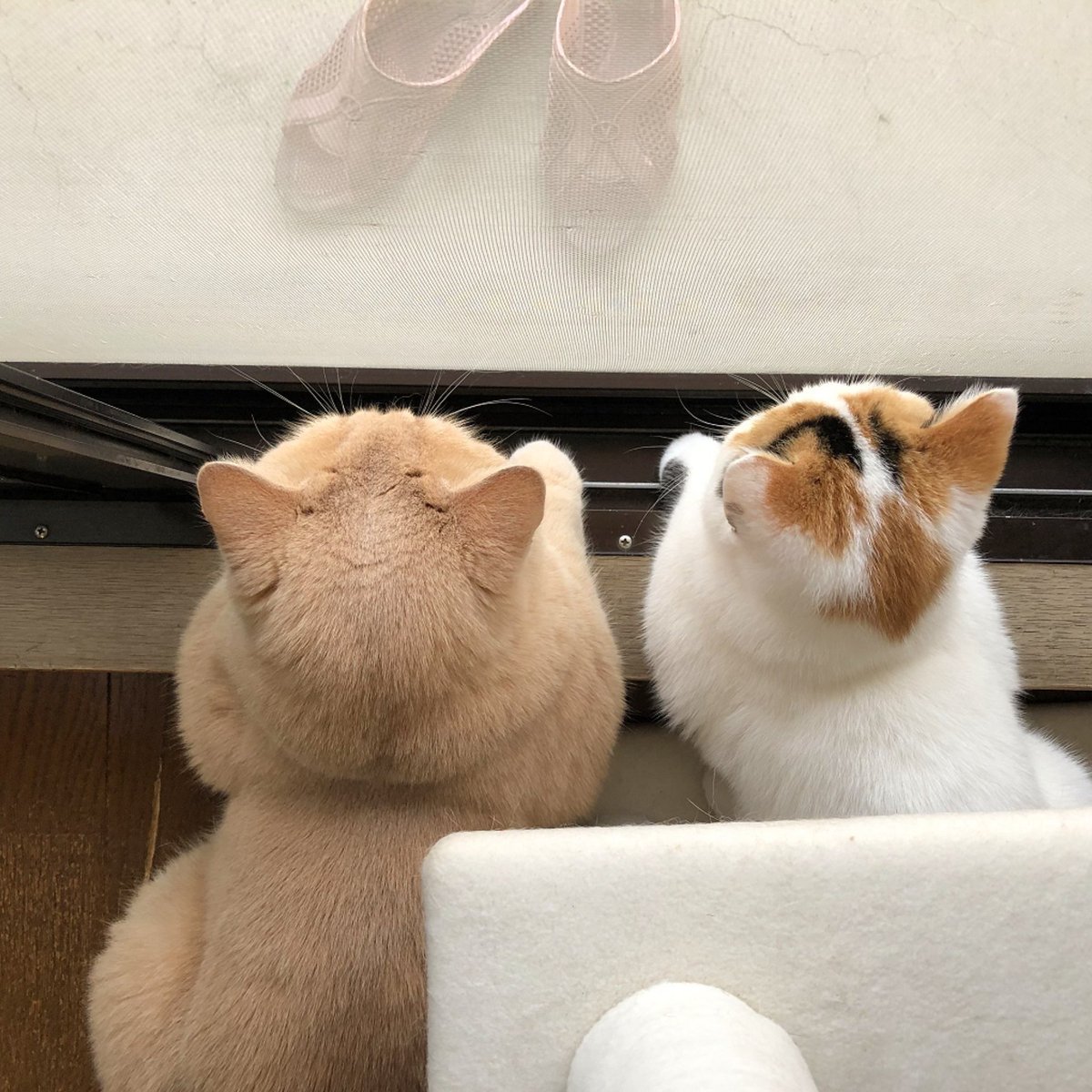 うちの猫の後頭部が可愛すぎるのでよかったらどうぞ 吸いたくなる 幸せの象徴 他のネコの後頭部画像も集めてみた Togetter