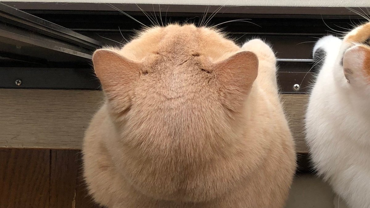 うちの猫の後頭部が可愛すぎるのでよかったらどうぞ 吸いたくなる 幸せの象徴 他のネコの後頭部画像も集めてみた Togetter