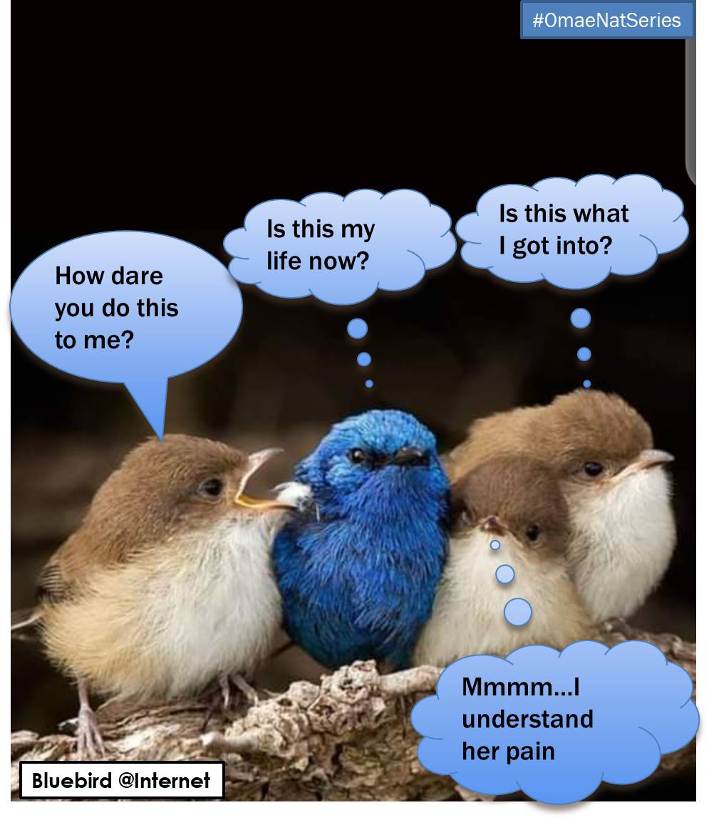 culatea1022's tweet photo. #OmaeNatseries
The pains of polygamy...
#bluebirds #birds #ifnaturespeakswords #naturespeaks #naturecomics #naturecomics #naturephotography #naturgraphy #wildbirds #birdsofinstagram #males #females #Omaenatseries https://t.co/EBRCgQfWYS