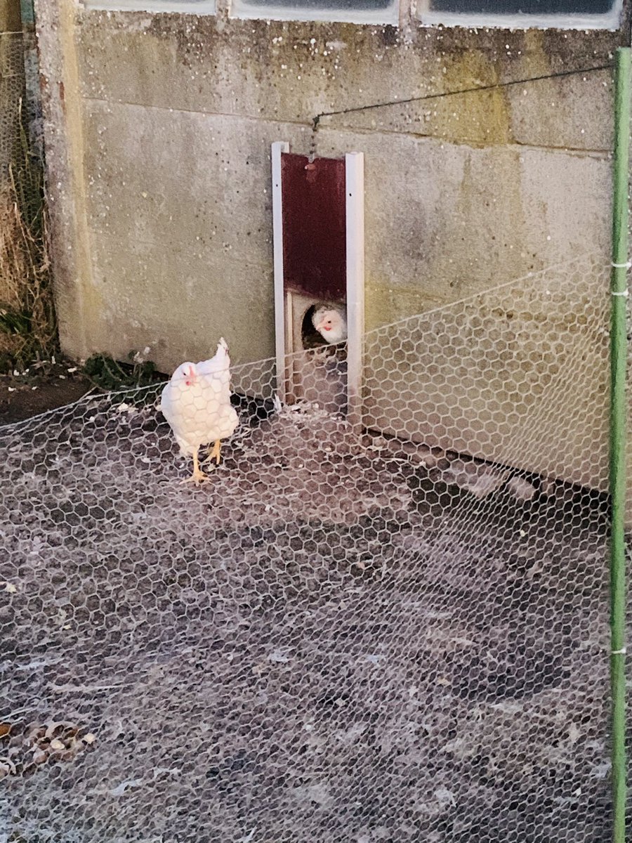 SWeerfoto's tweet photo. Zottegem het ochtendgloren bij mijn kippen , de koude van -4* houd hen een beetje tegen om naar buiten te komen https://t.co/8CnWm8wuoE