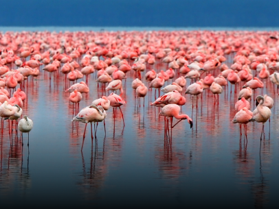 JDansant's tweet photo. Beautiful Flamingos https://t.co/TZjwMZ8XqL