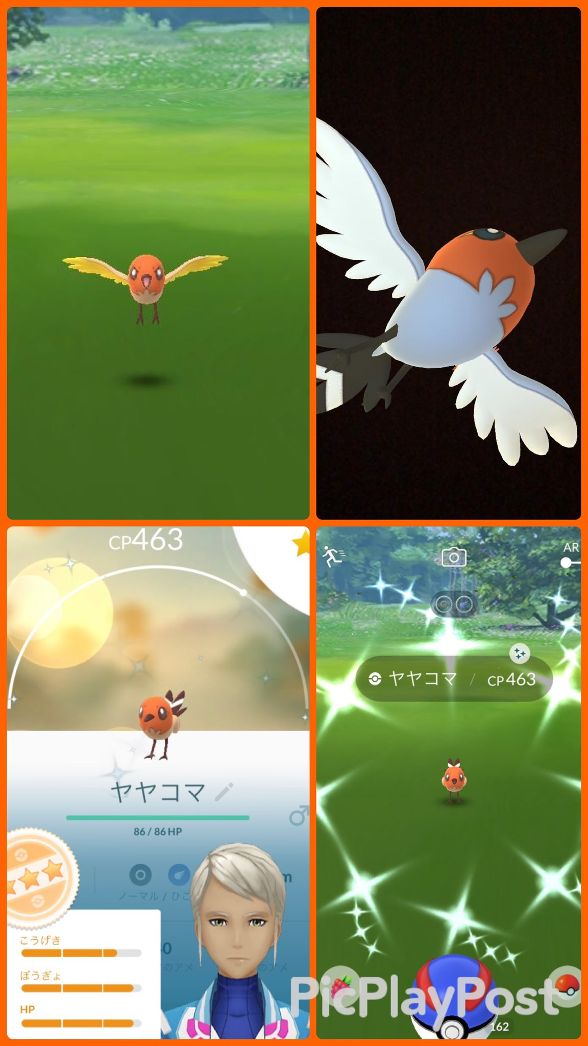 ぷるん ヤヤコマデイ 色違いパッと見分からないけど 羽広げるとわかりやすい 星3の色違い何匹か出て 色違い図鑑登録もできて良き 写真にめいいっぱい映り込んでくるヤヤコマさん可愛い O ヤヤコマッタ ポケモンgo コミュニティデイ