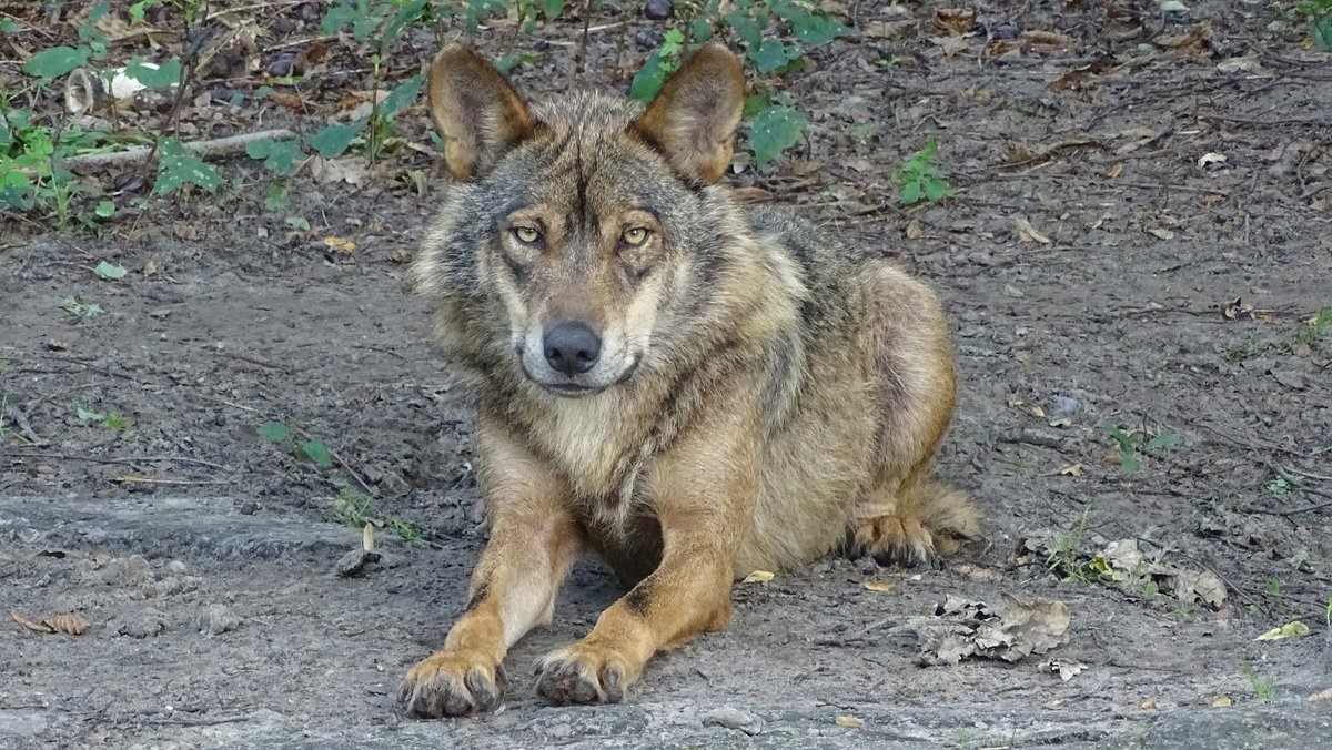 Wolf dood na aanrijding op provinciale weg..