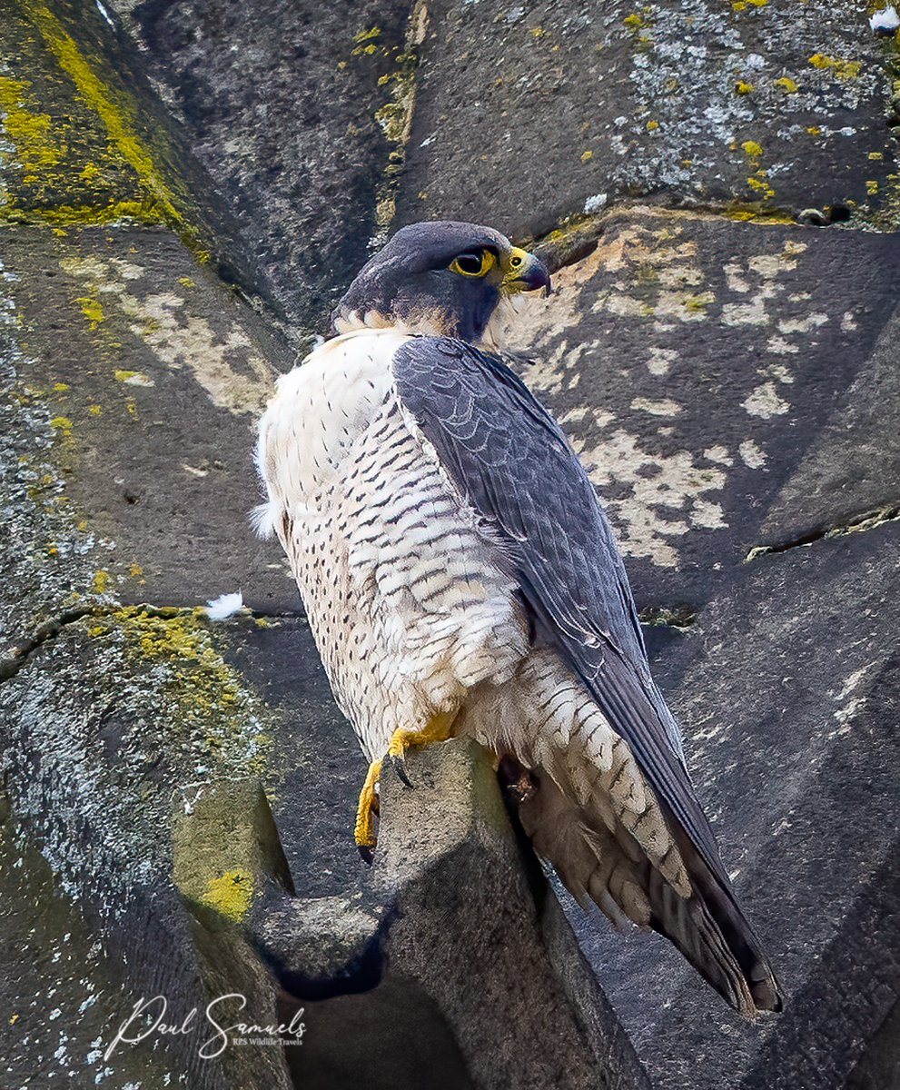 Peregrine Falcon...so when you have 30 mins waiting time always take the camera #RochdaleTownHall #RochdaleFalcons