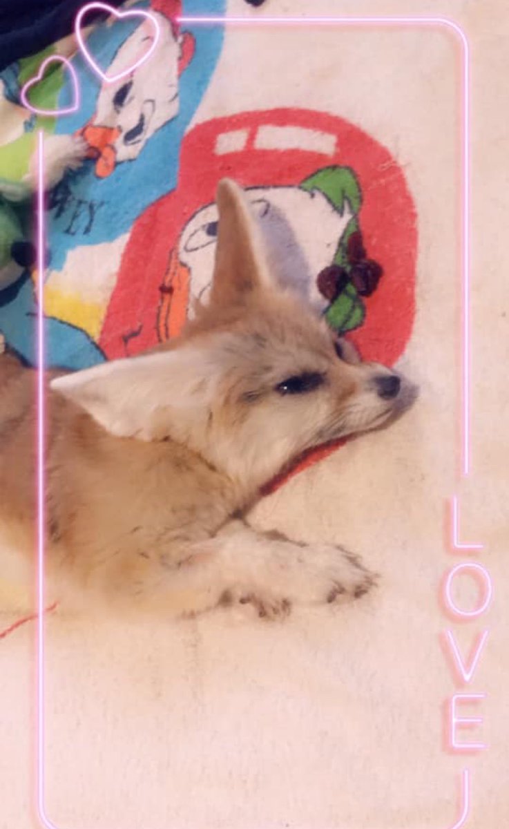 urmy1sunshine's tweet photo. Happy 12th Birthday to my Dega itโs her 2nd in heaven & I hope she gets all the crickets and mice she wants today #missyoumore #fennexfox #poopdog https://t.co/AwchAP8ZiM