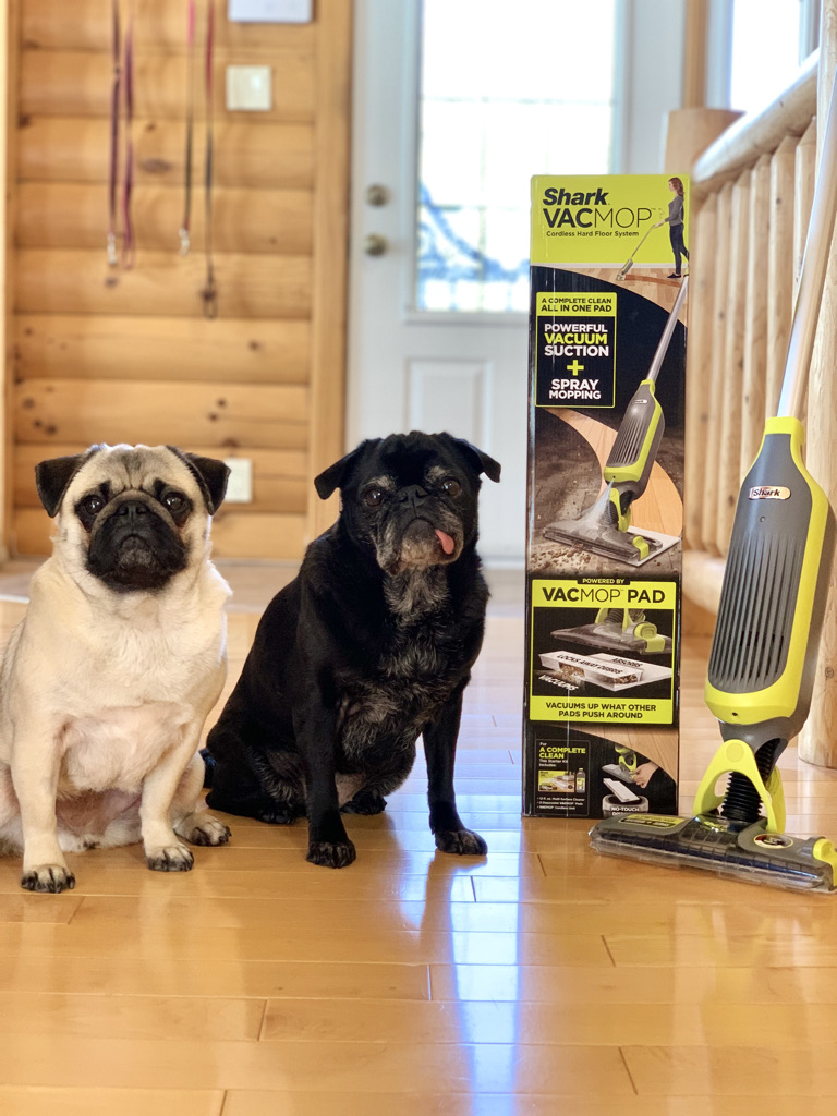 EdiethePug's tweet photo. 🎉🎉GIVEAWAY!🎉🎉

Have dogs 🐶 cats 🐱 and humans 👩‍👩‍👦‍👦that don’t know how to wipe their paws &amp; feet?

A Shark VACMOP will make cleanup a breeze!

Head on over to our IG and Enter for your chance to WIN!

https://t.co/zAMbBKdmcA
https://t.co/hXl33LyS03

#IHeartShark https://t.co/jvqSGNes1B