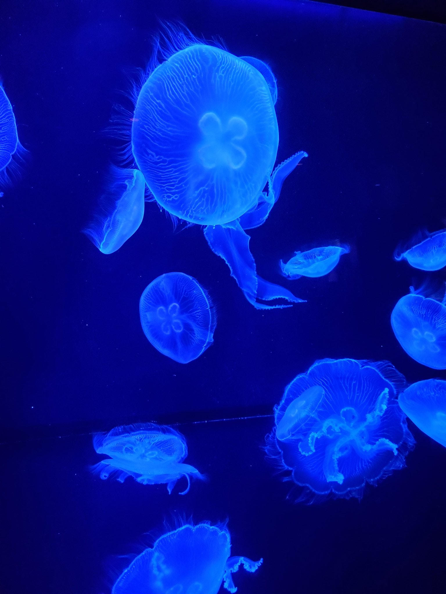 つきぴかり エル子 沖縄といえば 美ら海水族館行ってきたぁ クラゲもウミウシもかわいい ジンベエザメおっきくて迫力 すごかったぁ W ゞ T Co L7uuen7k2p Twitter