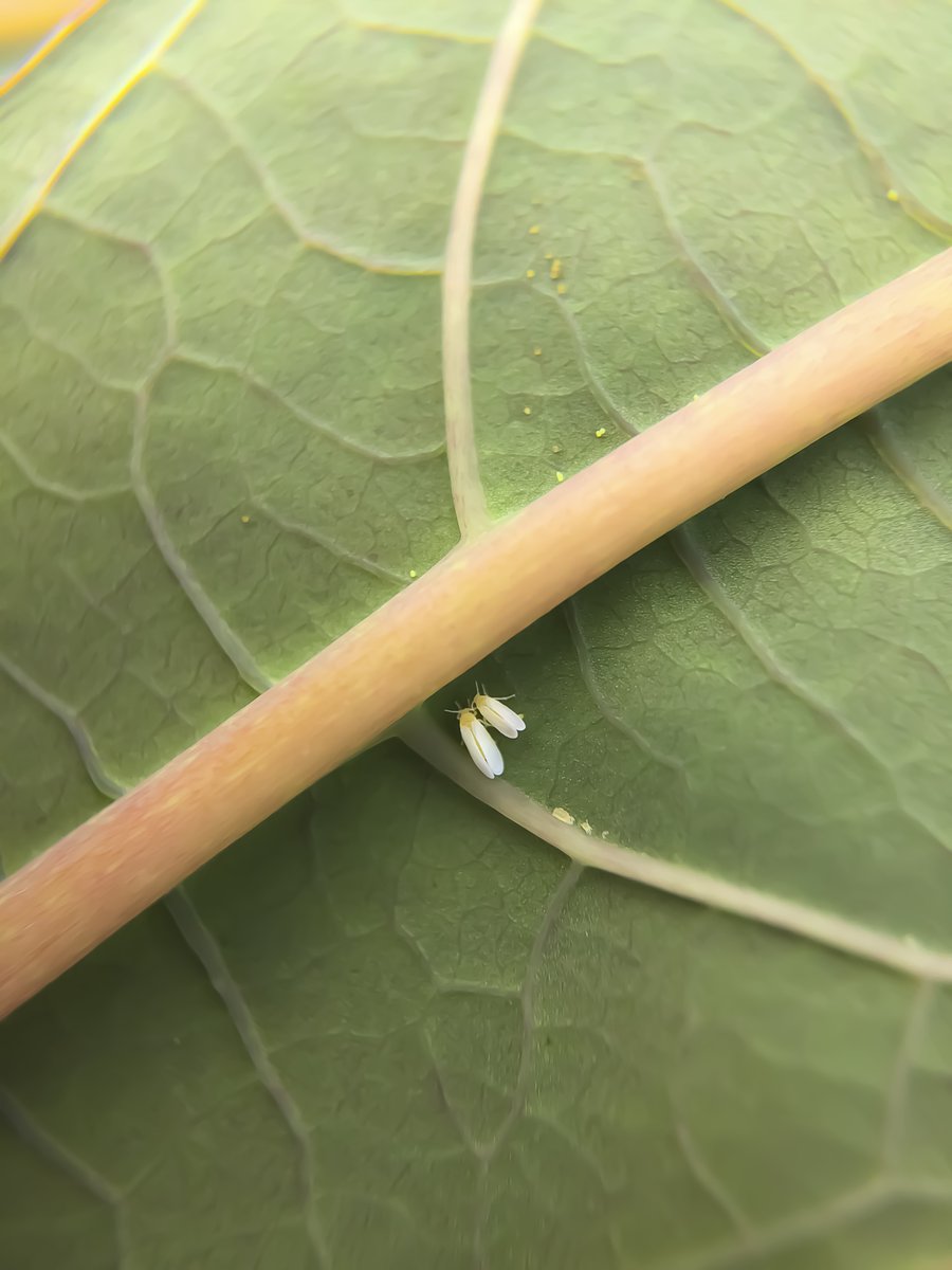 NRInstitute's tweet photo. Scientists of the African Cassava Whitefly Project (#ACWP) at @NRInstitute & @emblebi are proud to announce the public release of six whitefly genomes #openaccess, to help put a stop to this global pest➡️https://t.co/rdvoyGvEj9 https://t.co/1mBiks1mbd