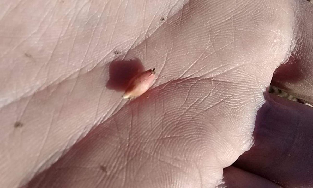 CharlesGautier tweet media