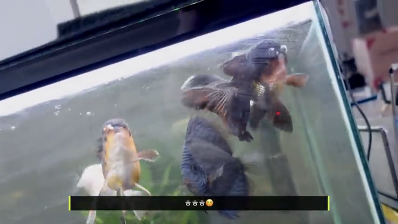 あーや 金魚 最近nctにハマってるんですが テヨンが飼ってる金魚がめっちゃ可愛い てか金魚とディスカスって一緒に飼えるのね ﾟwﾟ T Co Vcv7ujklld Twitter