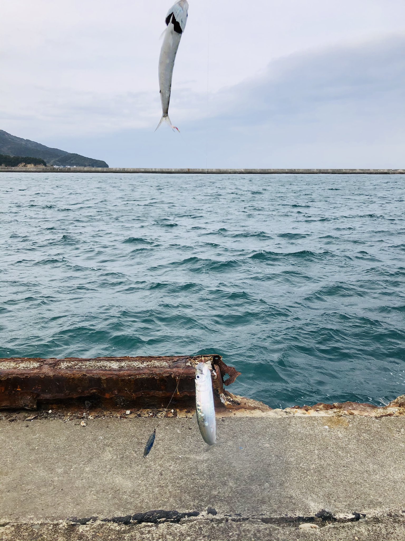 てるてるて るね 釣り初投稿 鳴門で釣りwithお嫁 14時頃からジグサビキでイワシが匹ぐらい釣れました 強風 極寒に耐えきれず1時間弱で撤収 お嫁が蒲焼きと一夜干しにしました 徳島釣り サビキ釣り T Co Wu10uzuolo Twitter