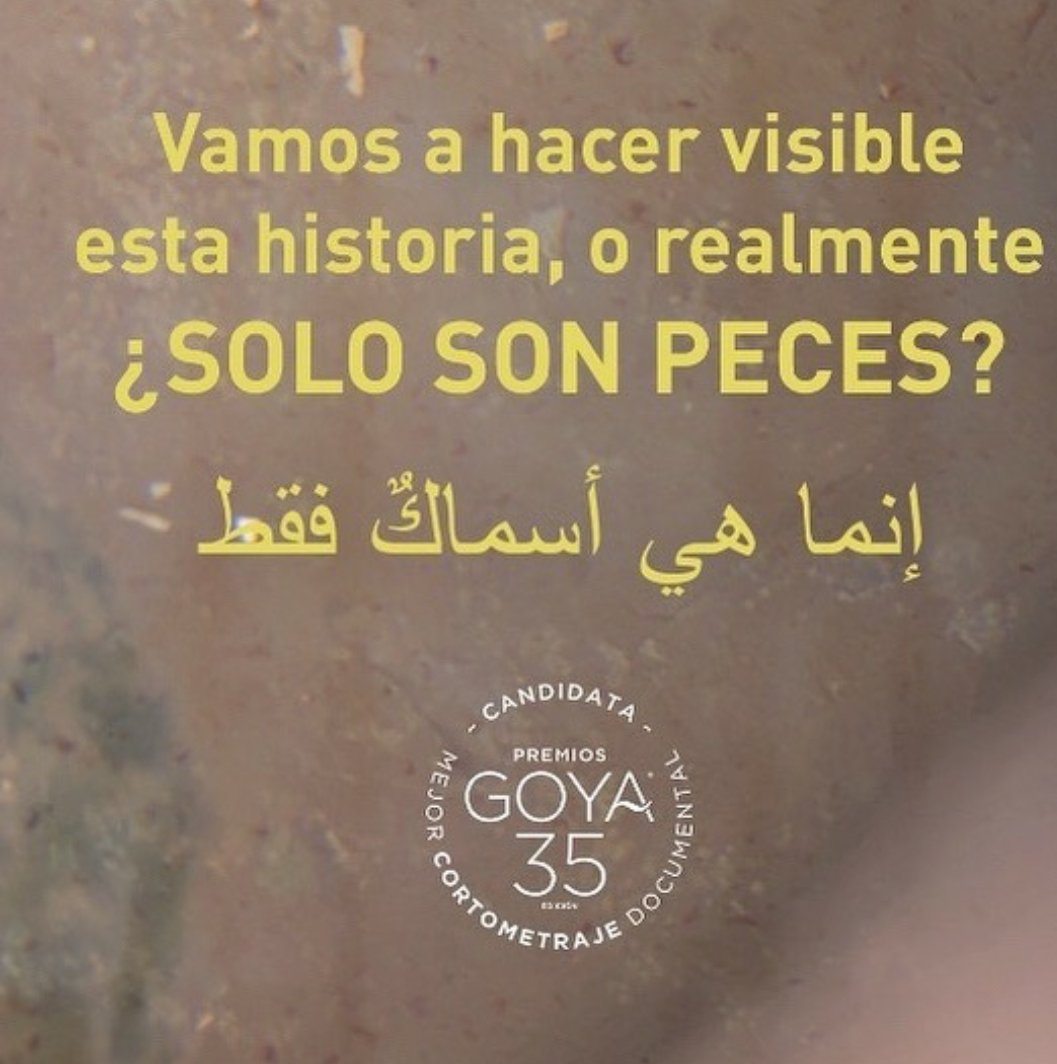 #goya2021 
#todxsconelsahara 
#paremosestaguerra 
#saharalibre🇪🇭
#SoloSonPeces