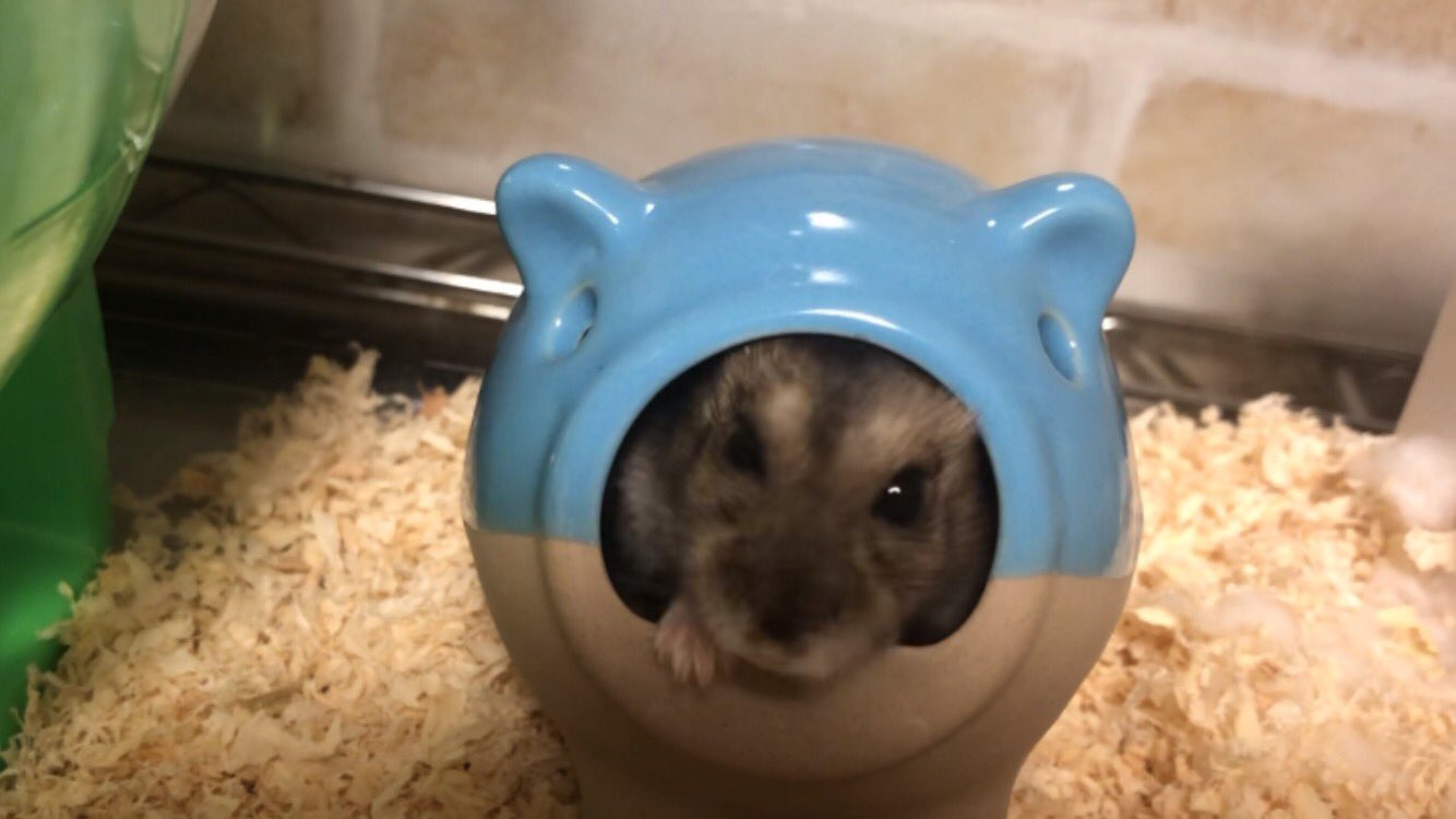 ハムスターの食事 Twitter Search Twitter